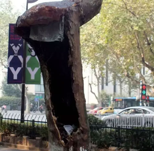 南京上千梧桐樹腐爛淪為垃圾箱